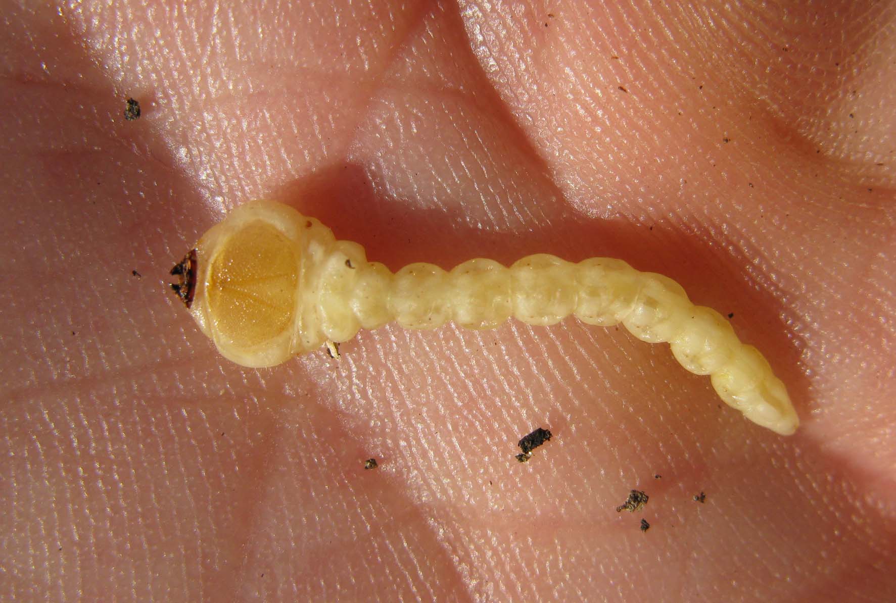 larva di Buprestidae in legno di ciliegio